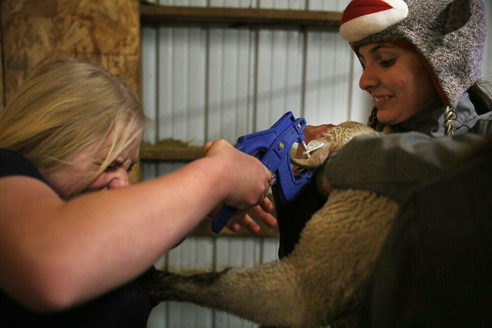 Laurel Rozema holds a lamb up while Lauren Bergstresser squeezes